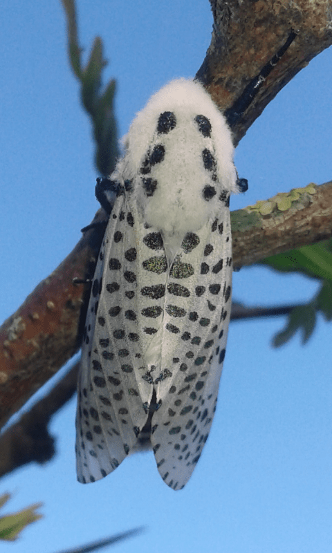 Zeuzera pyrina (Cossidae)? S